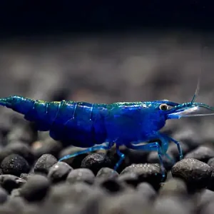 Topas Blue Garnele - Neocaridina davidi Markenprodukt
