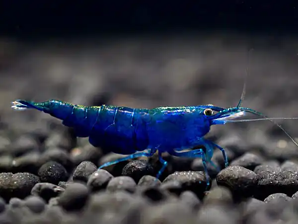 Topaz Blue Shrimp - Neocaridina davidi Preiswert