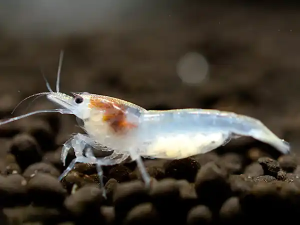 Sofort Bestellen White Pearl Garnele - Neocaridina palmata