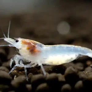 Bestseller Gamberetto perlato bianco - Neocaridina palmata