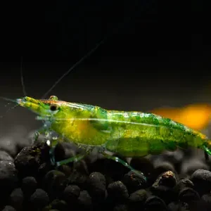Highlight Green Jelly Shrimp - Neocaridina davidi