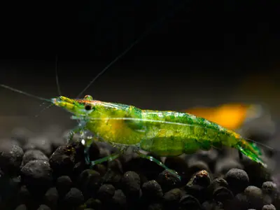 Gamba gelatinosa verde - Neocaridina davidi Bestseller