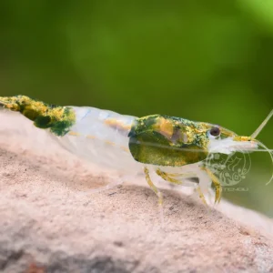 Geprüft Green Rili Garnele - Neocaridina davidi