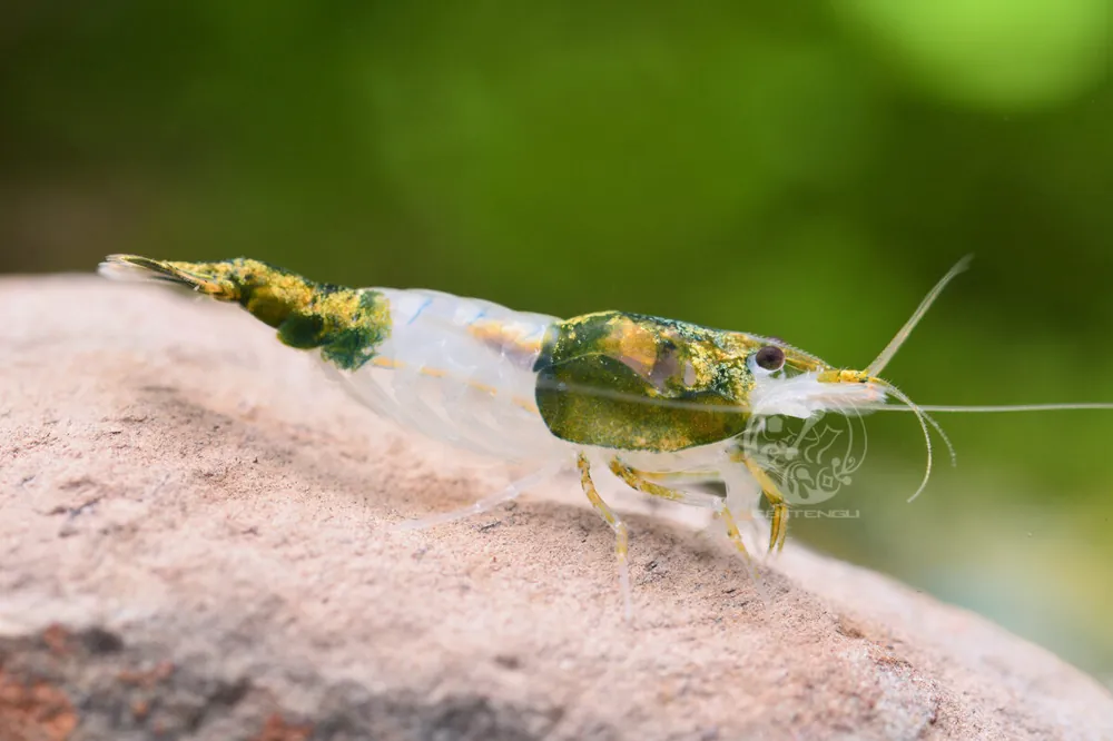 Geprüft Green Rili Garnele - Neocaridina davidi