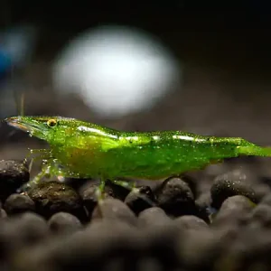 Gambero verde indiano - Caridina cf. babaulti Sonderangebot
