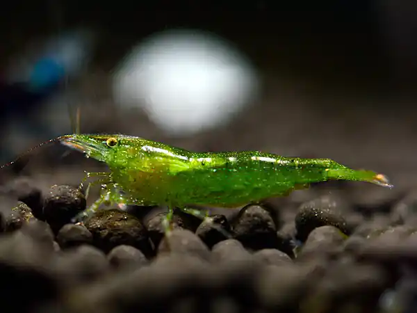 Gambero verde indiano - Caridina cf. babaulti Sonderangebot