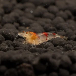 Billig Crevette blanche à pattes d'oie - Caridina logemanni