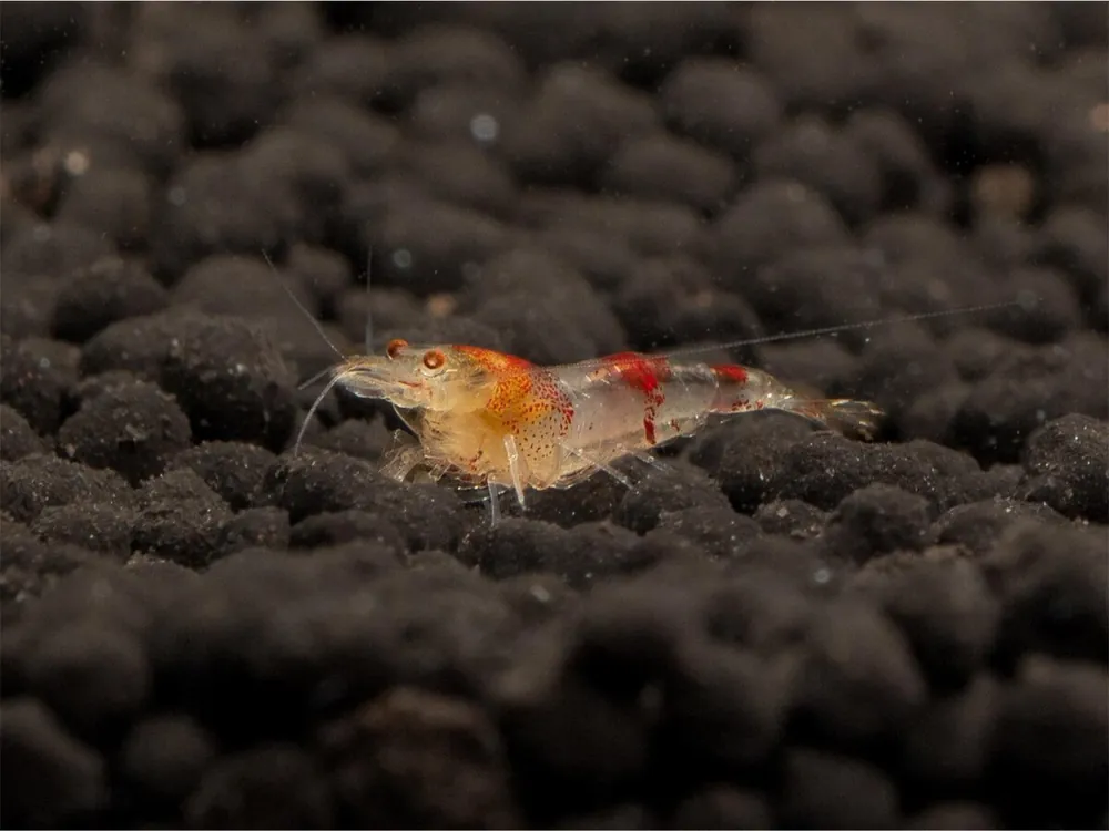 Billig Crevette blanche à pattes d'oie - Caridina logemanni