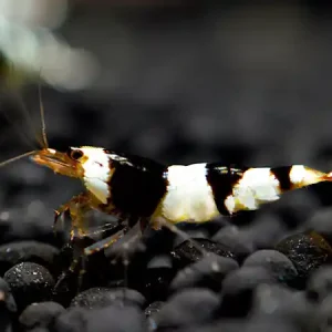 Black Bee Shrimp - Caridina logemanni Beliebt