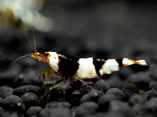 Black Bee Shrimp - Caridina logemanni Beliebt