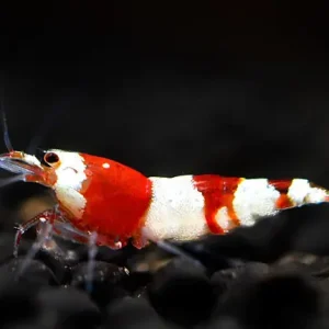 Aktuell Red Bee Garnele - Caridina logemanni