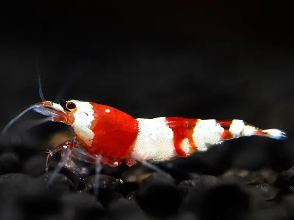 Crevette Red Bee - Caridina logemanni Sofort Bestellen