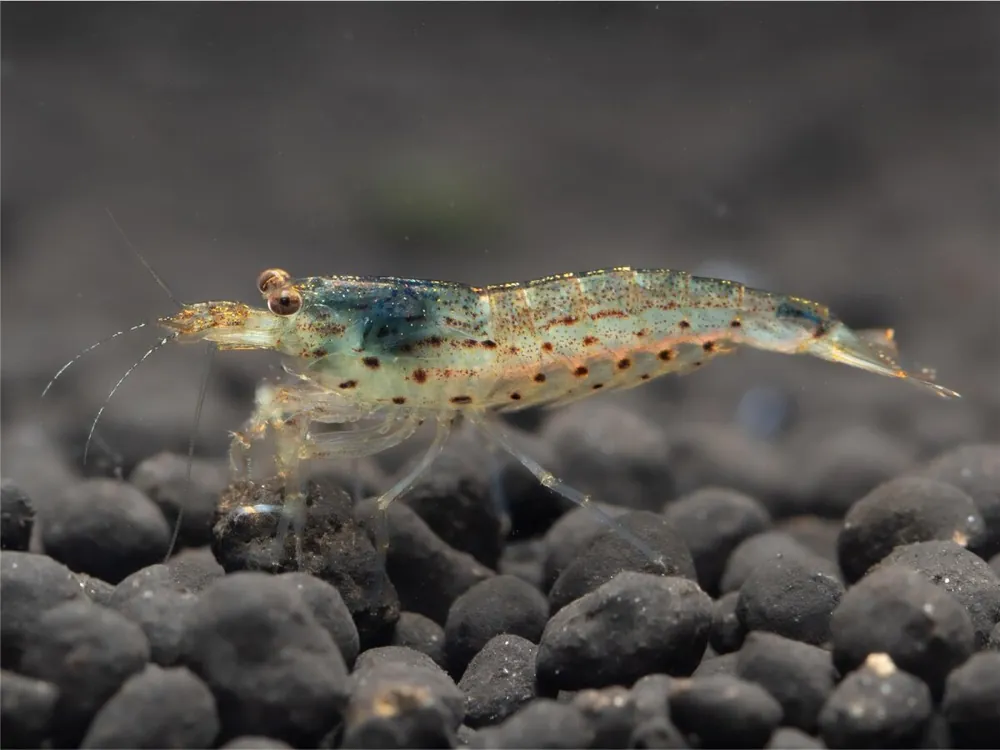 Markenprodukt Crevette Amano - Caridina multidentata
