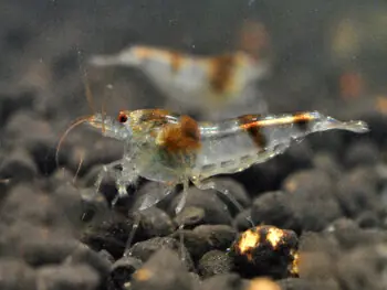 Nur Für Kurze Zeit Bumble Bee shrimp - Caridina sp.