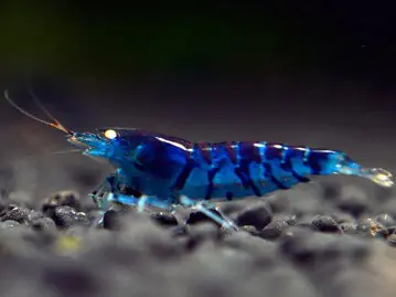 Günstig Blue Tiger Shrimp - Caridina cantonensis