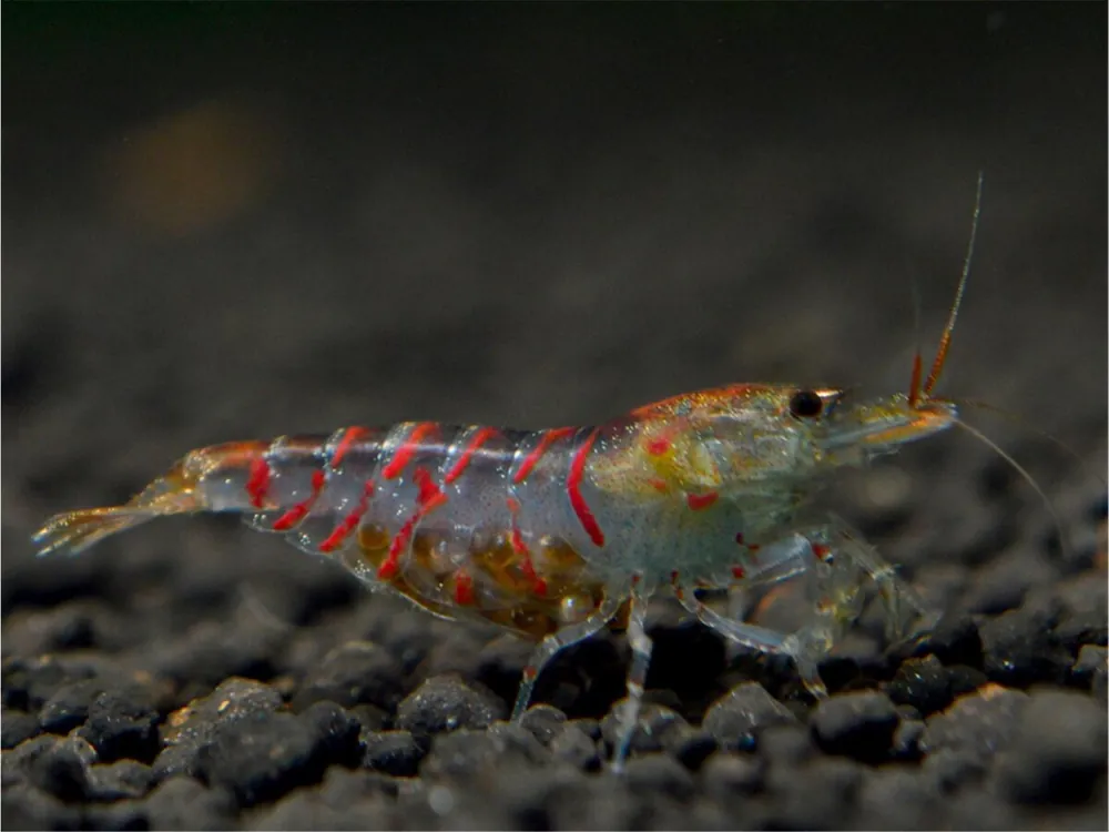Markenware Crevette tigrée rouge - Caridina cantonensis
