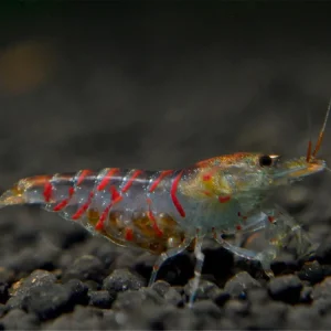 Neu Im Sortiment Camarón tigre rojo - Caridina cantonensis