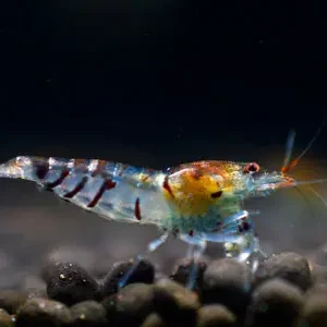 Tiger shrimp - Caridina cantonensis Geprüft
