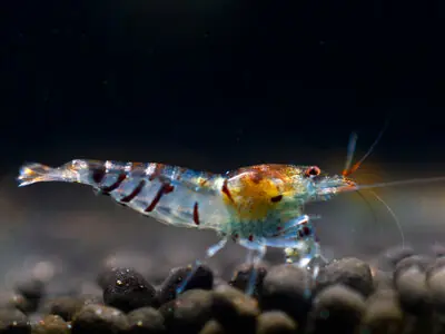 Crevette tigrée - Caridina cantonensis Top-Angebot