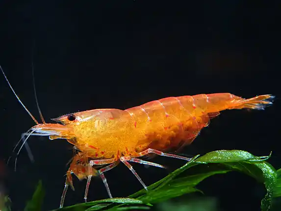 Begrenztes Angebot Crevette tigrée orange - Caridina serrata