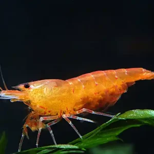 Gambero tigre arancione - Caridina serrata Bestseller
