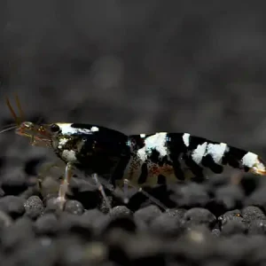 Tiger Bee Black Shrimp - Caridina cantonensis Preisreduziert