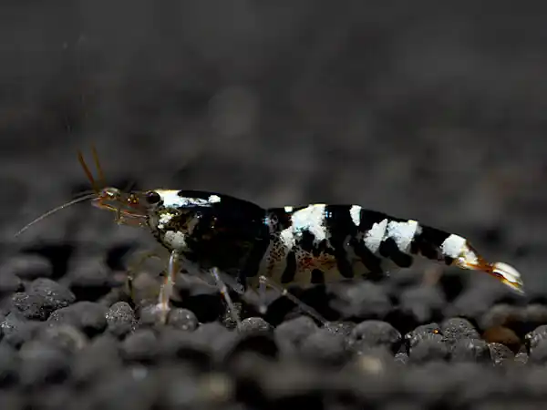 Crevette noire Tiger Bee - Caridina cantonensis Wochenendangebot