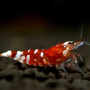 Kracherpreis Tiger Bee Red Garnele - Caridina cantonensis