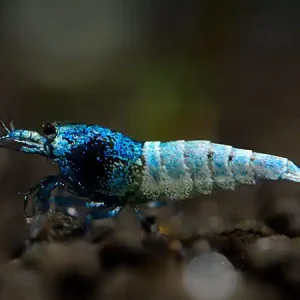Nur Für Kurze Zeit Blue Taiwan Bee Crevette - Caridina logemanni Blue Bolt
