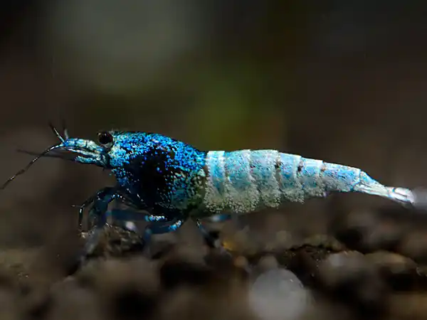 Nur Für Kurze Zeit Blue Taiwan Bee Crevette - Caridina logemanni Blue Bolt