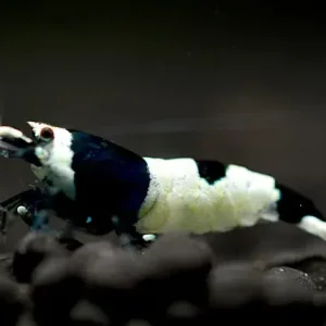 Gamberetto nero di Taiwan - Caridina cantonensis Online Kaufen