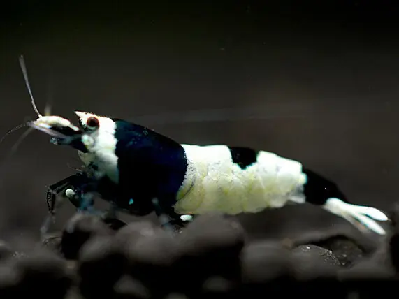 Gamberetto nero di Taiwan - Caridina cantonensis Online Kaufen
