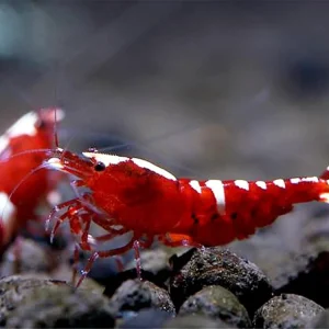 Neue Ware Red Taiwan Bee Crevette - Caridina cantonensis