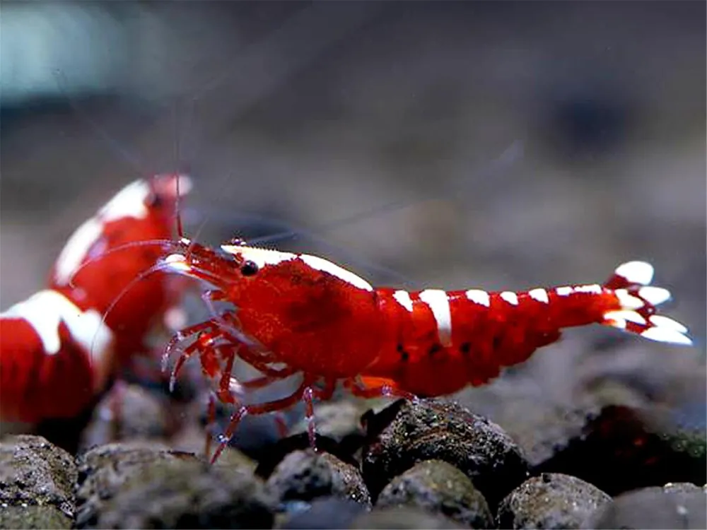 Gambero rosso di Taiwan - Caridina cantonensis Neue Kollektion
