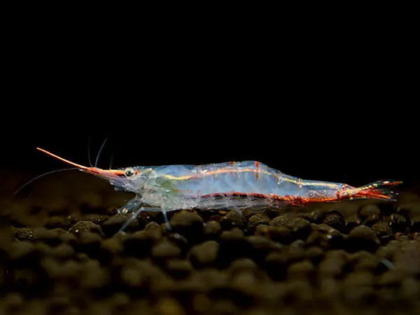 Crevette Pinocchio - Caridina gracilirostris Zertifiziert
