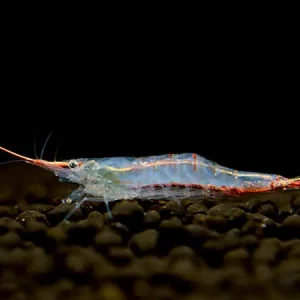 Gambero Pinocchio - Caridina gracilirostris Ausverkauf