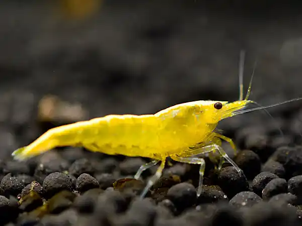 Neue Ware Gambero King Kong giallo - Caridina serrata