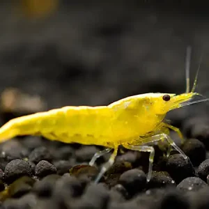 Gamba King Kong amarilla - Caridina serrata Must-Have
