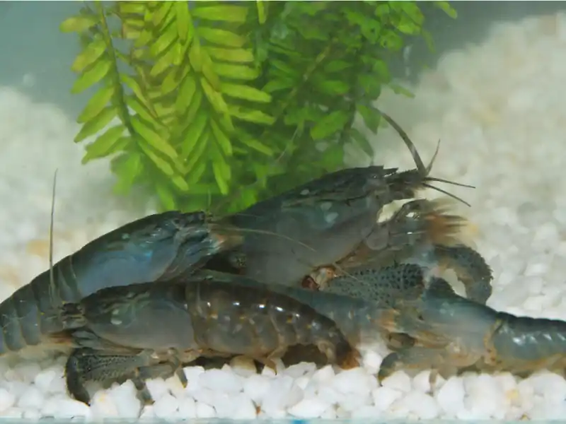 Jetzt Bestellen Crevette bleue à éventails monstrueux - Atye Gabonensis