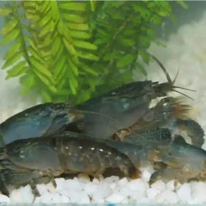 Letzte Chance Camarón abanico monstruo azul - Atye Gabonensis