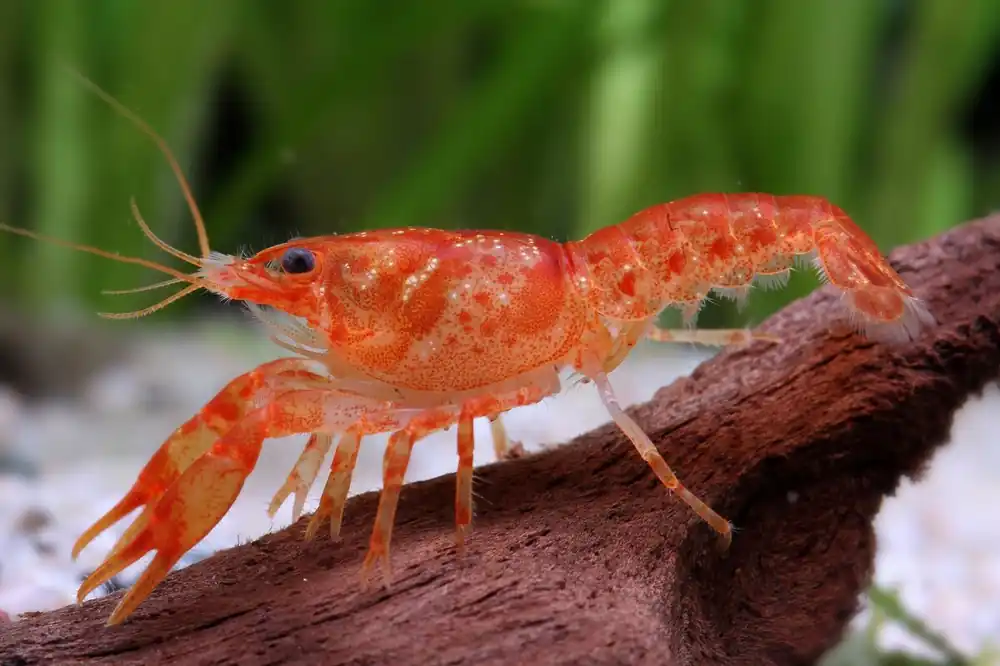 Jetzt Bestellen Écrevisse orange naine CPO - Cambarellus Patzcuarensis