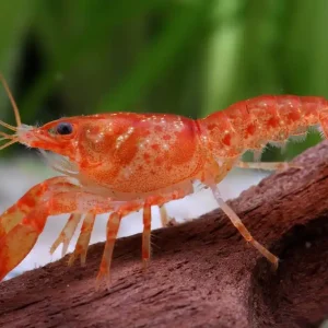 Gambero nano arancione CPO - Cambarellus Patzcuarensis Preisknaller