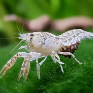 Neu Im Sortiment Texanischer Zwergflusskrebs - Cambarellus Texanus