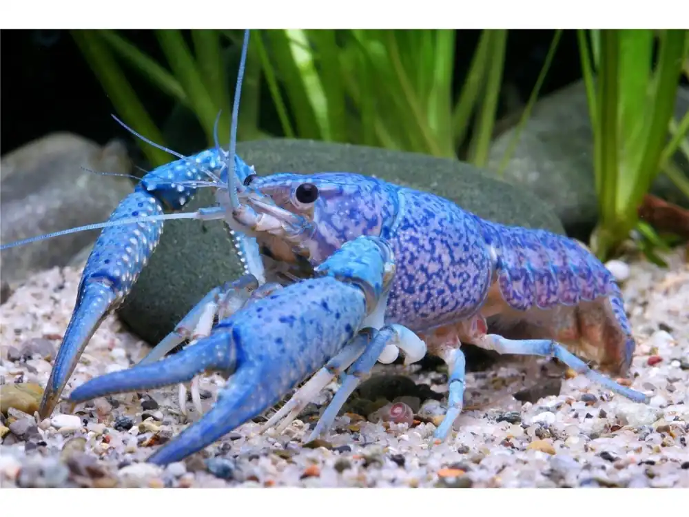 Blauer Floridakrebs - Procambarus Alleni Jetzt Bestellen