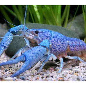 Écrevisse bleue de Floride - Procambarus Alleni Bestseller