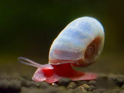 Blue post horn snail - Planorbarius Corneus Knallerangebot