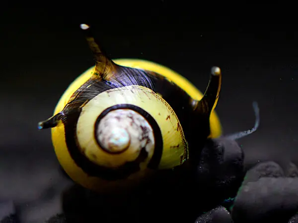 Geweihschnecke Schwarz/Gelb - Cliton Sp. Sichere Zahlung
