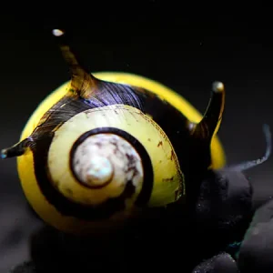 Billig Caracol cornamenta negro/amarillo - Cliton Sp.
