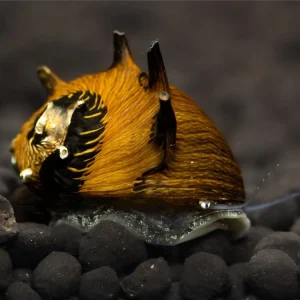 Abverkauf Antler snail Sun - Cliton Sp.