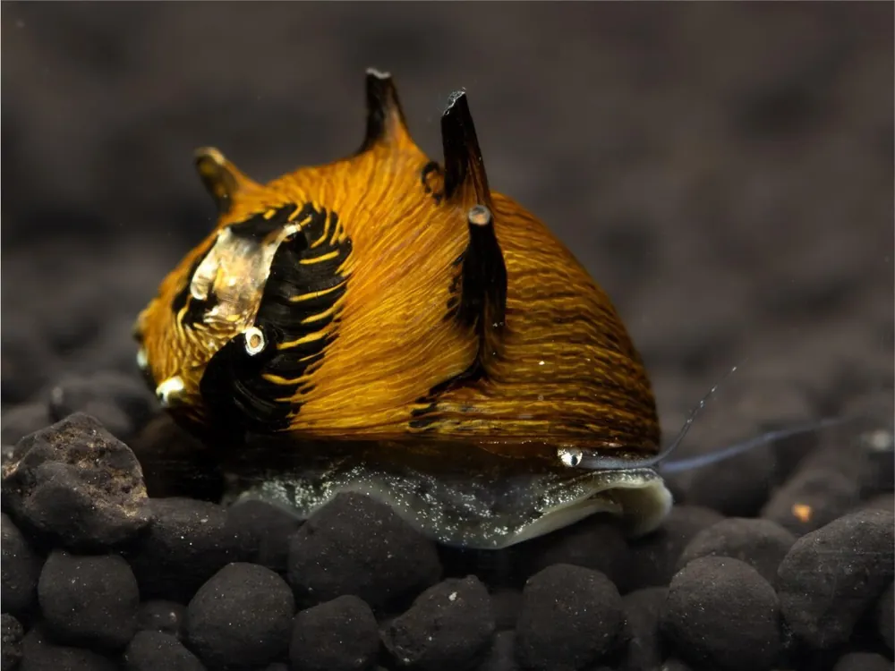 Abverkauf Antler snail Sun - Cliton Sp.